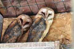 IMG-20260506-WA0008
